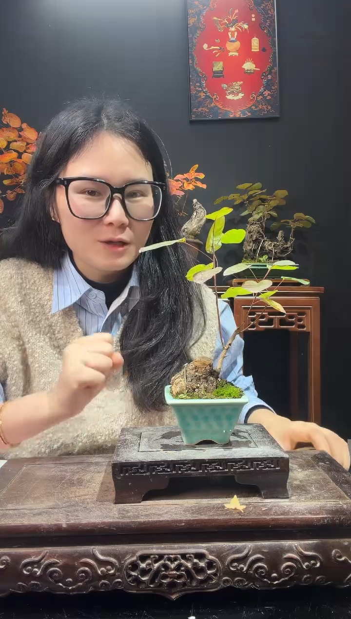 完全开放黄栌000