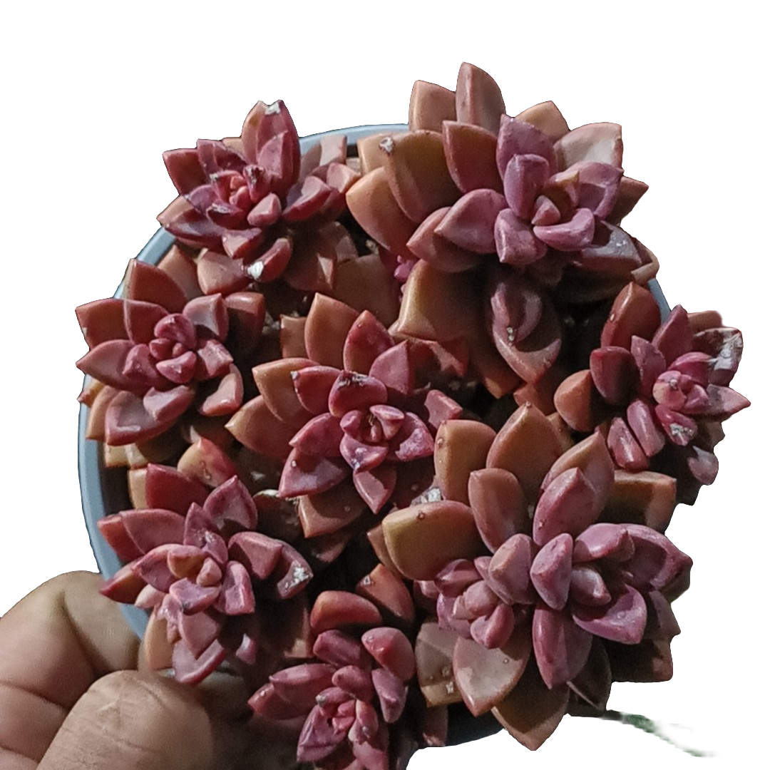 散装姬胧月带盆带土（满9.99包邮） 吹吹多肉多肉植物好养