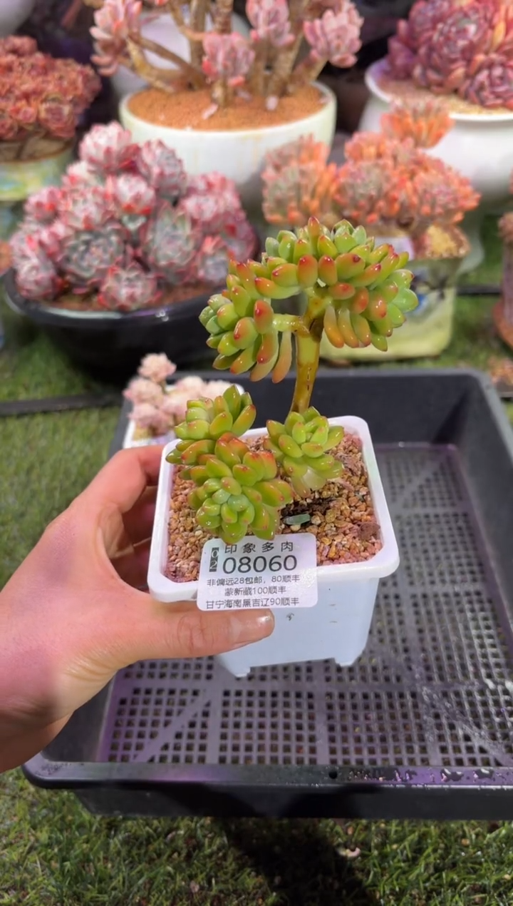 【闪购商品】08060