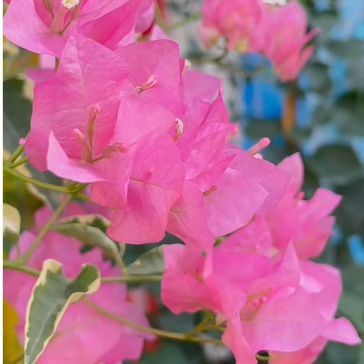 【金边蜡染粉】盆苗勤花四季开花爬藤三角梅室内外好养易活