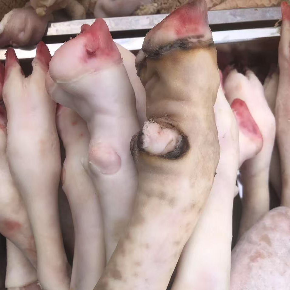 【顺丰包邮】清真新鲜生羊蹄带筋优质白蹄育肥羊蹄绵羊蹄营养丰富