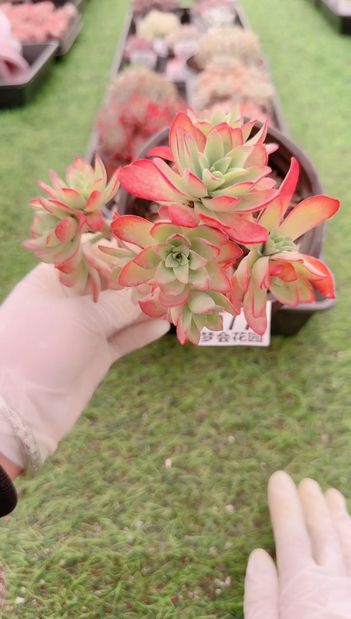 【闪购商品】梦会多肉一物一拍