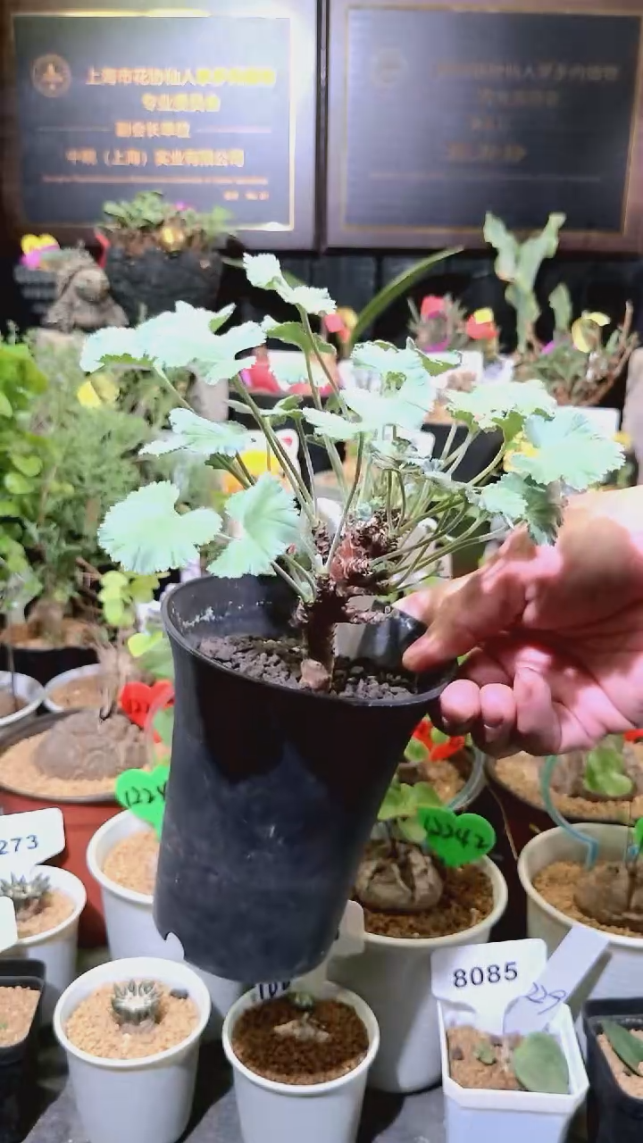 8300号1225精品植物枝干杨奎