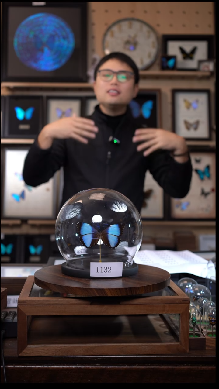 蝴蝶标本摆件竞拍梦幻闪蝶i132