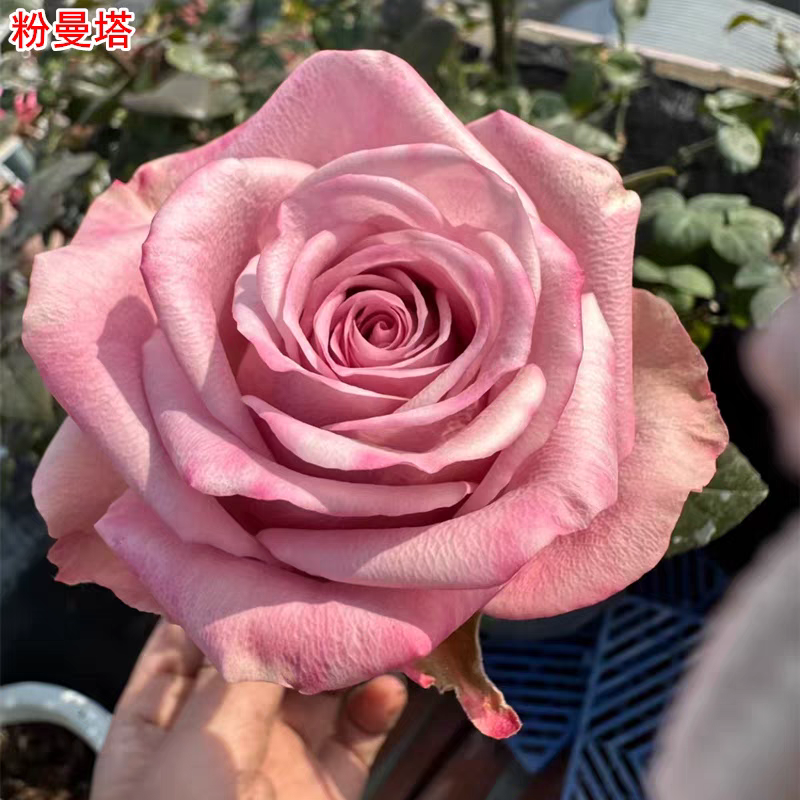 超新品甜蜜曼塔/粉曼塔月季灌木大花阳台盆栽四季开花切花玫瑰