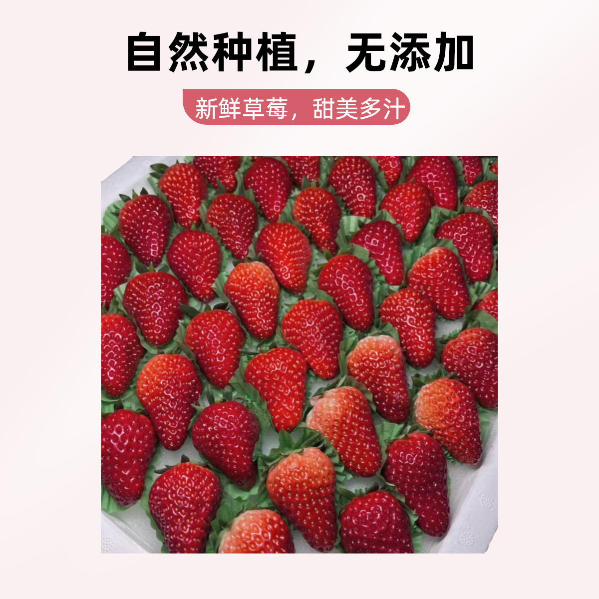 六排丹东九九草莓500g