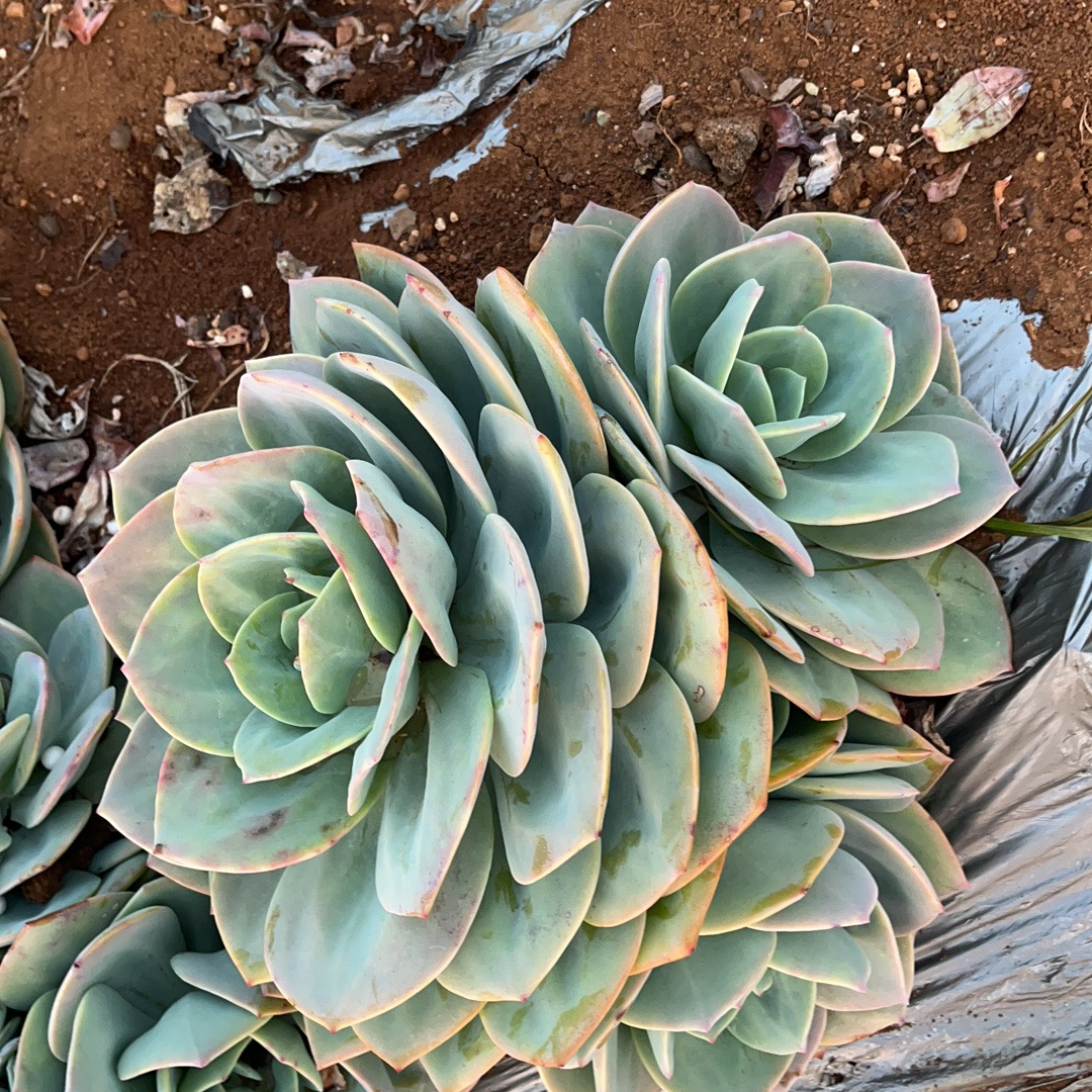 珺源花卉福袋少时诵诗书