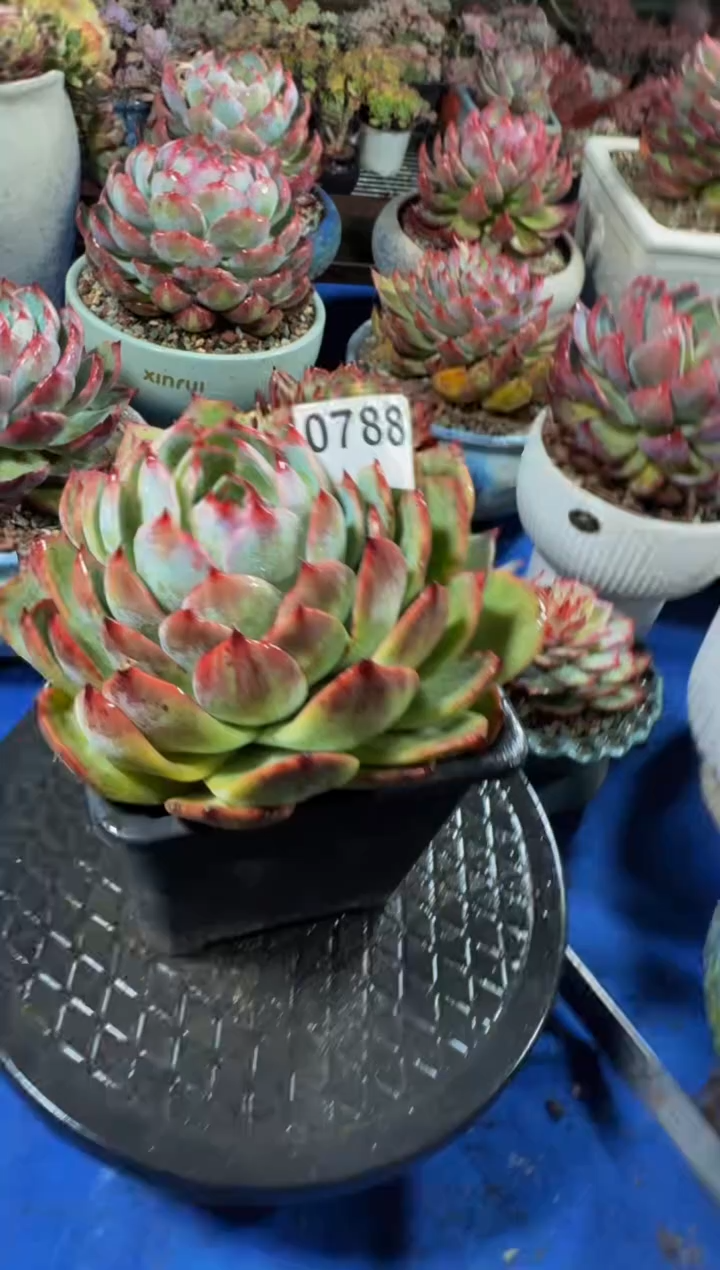 【闪购商品】0788惊鸿仙子（裸根发货）