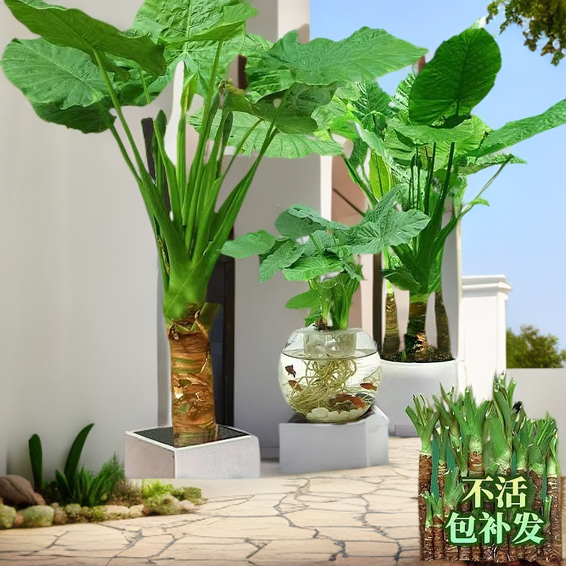 桌面千手观音大叶办公室室内水培盆栽小绿植可放置的