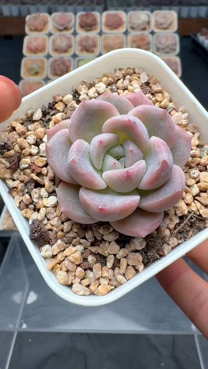 【闪购商品】998号珍妮多肉一物一拍3单包邮