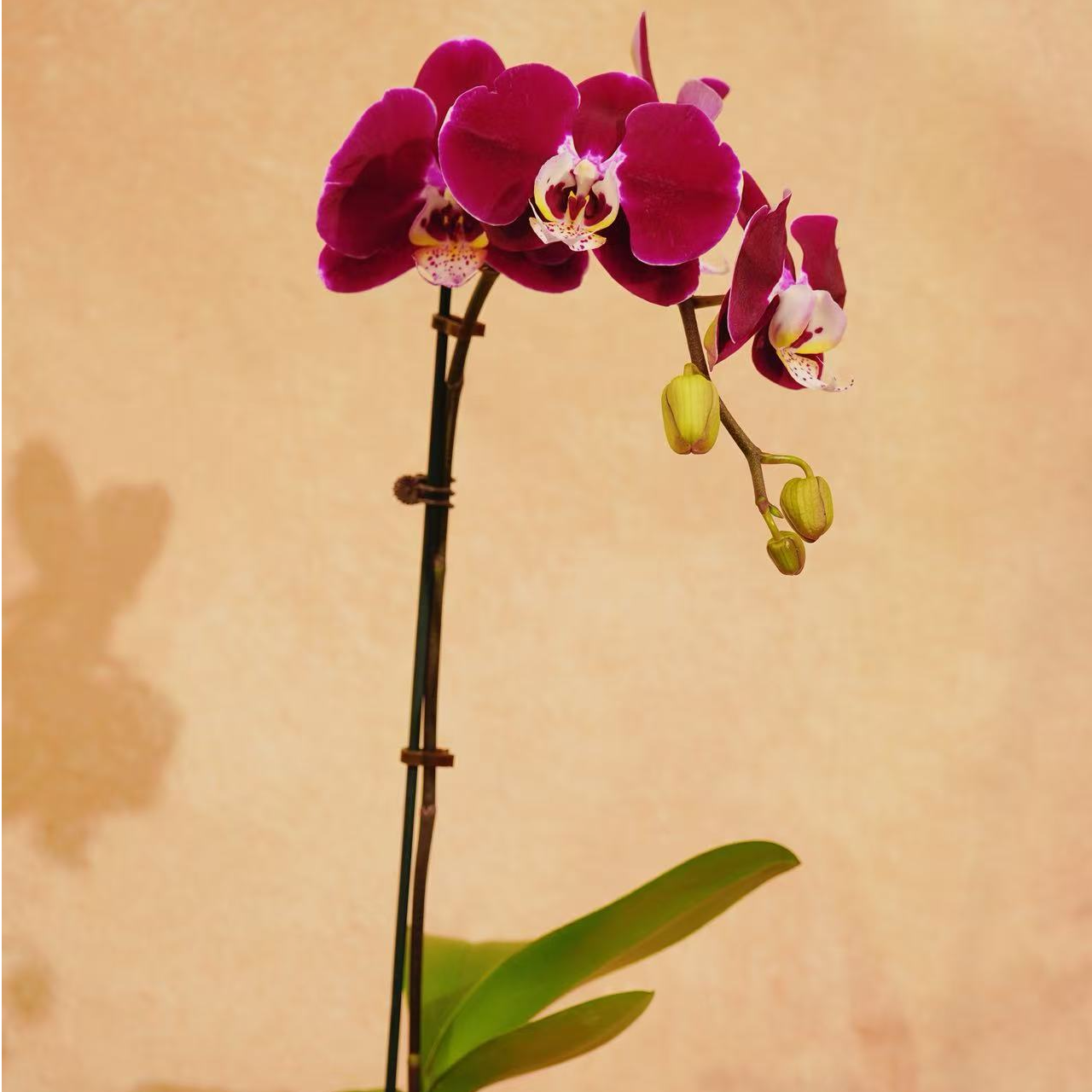 精选蝴蝶兰【幻影】高级欧洲黑紫色系 室内花卉绿植基地直发