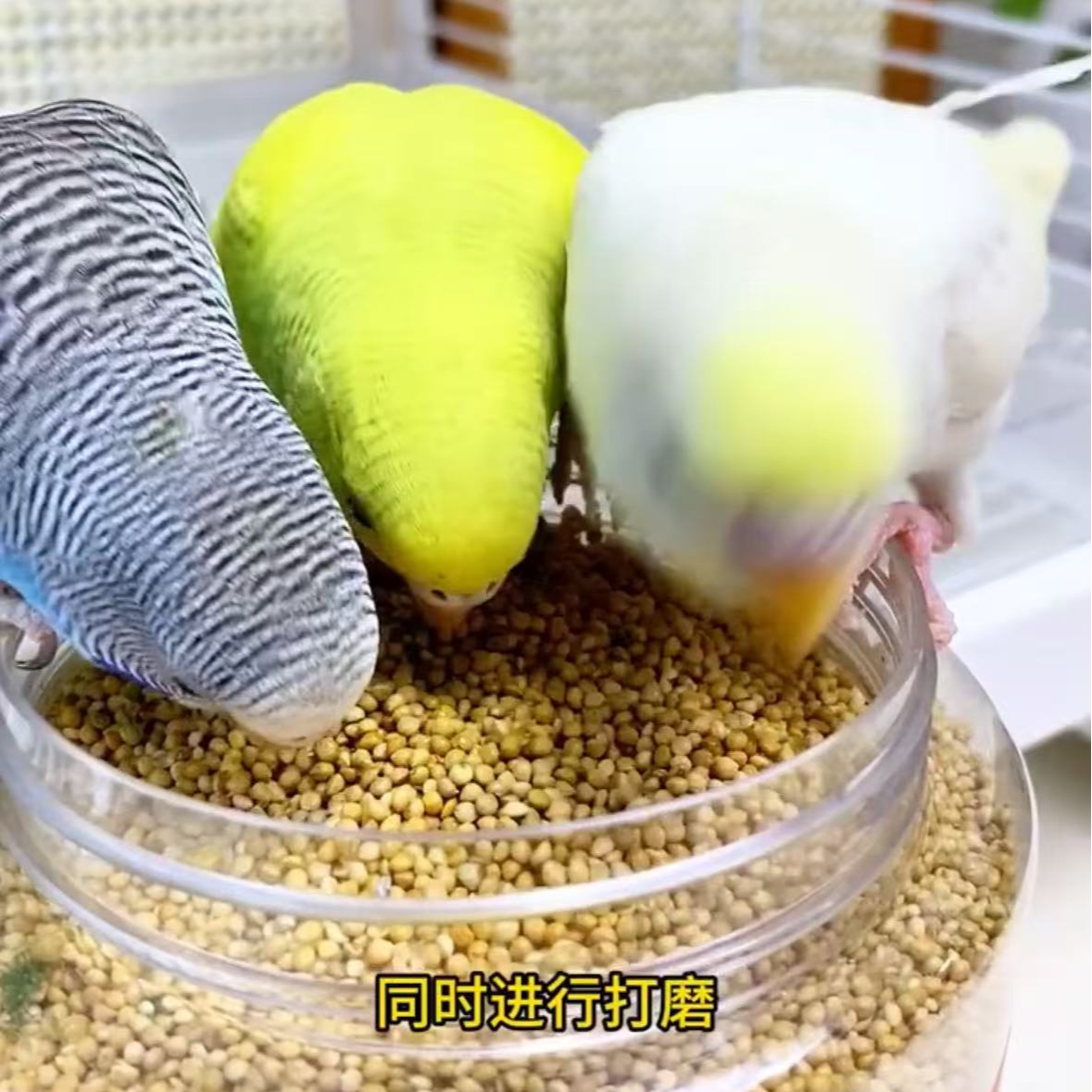 带壳黄谷子鹦鹉专用营养鸟粮虎皮玄凤牡丹适用