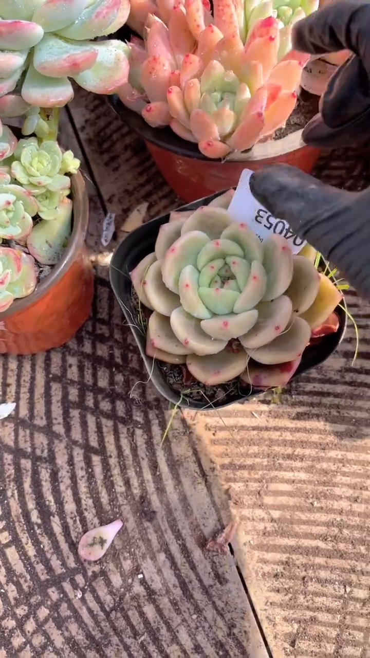 浅*跃跃精品多肉04053