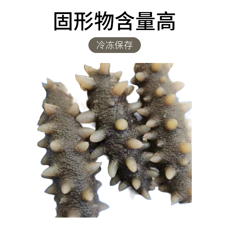 产自于大连长海县深水精品中火半干(规格18-25头精品海参)