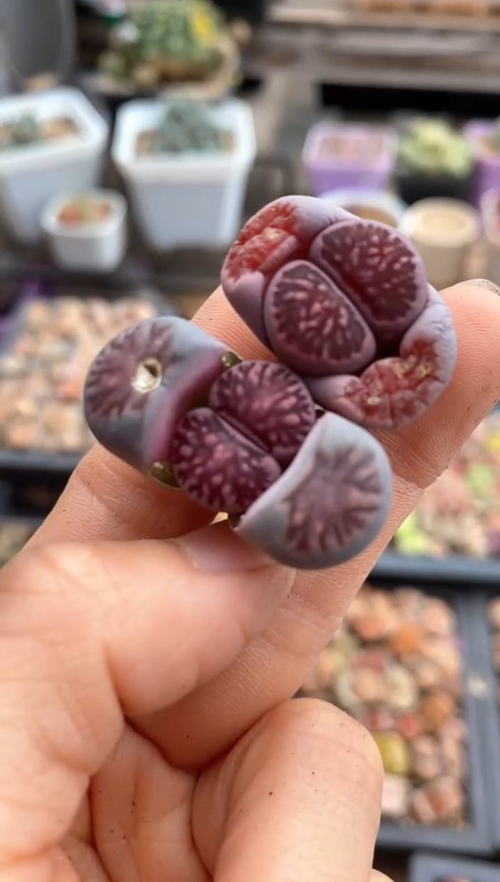 【闪购商品】6415直播一物一拍