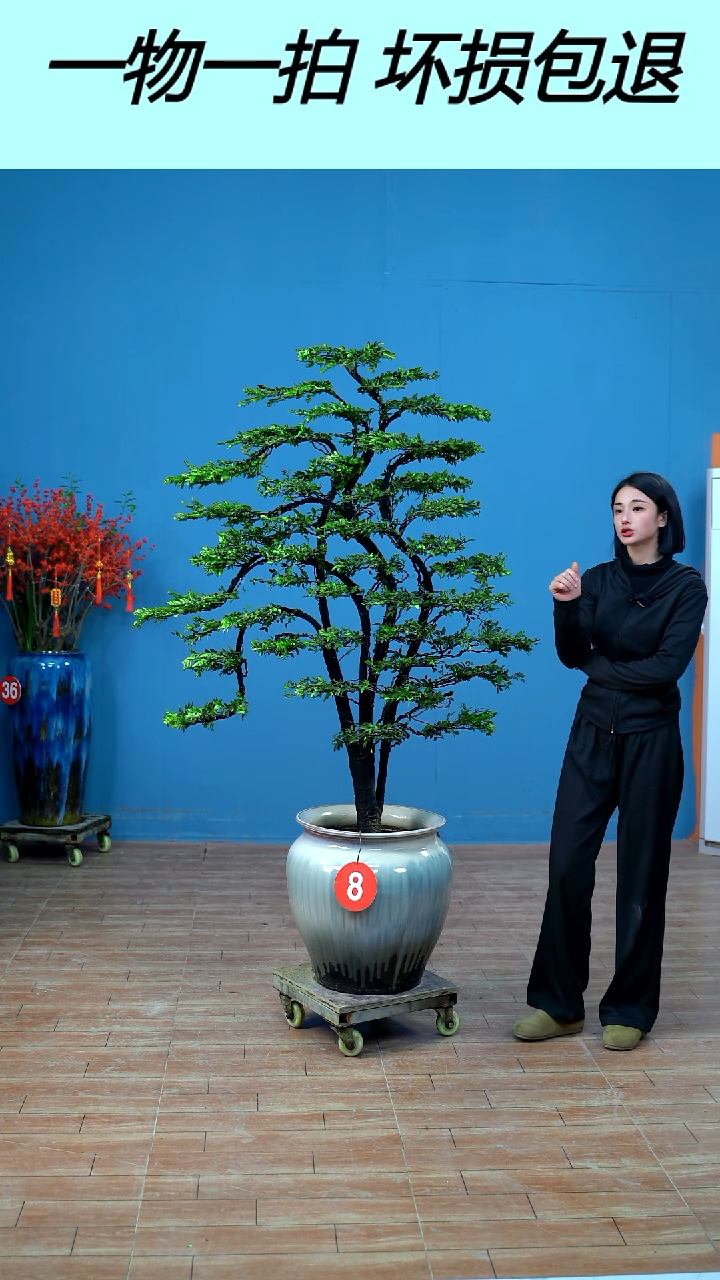 无花朵广东小叶紫檀8号