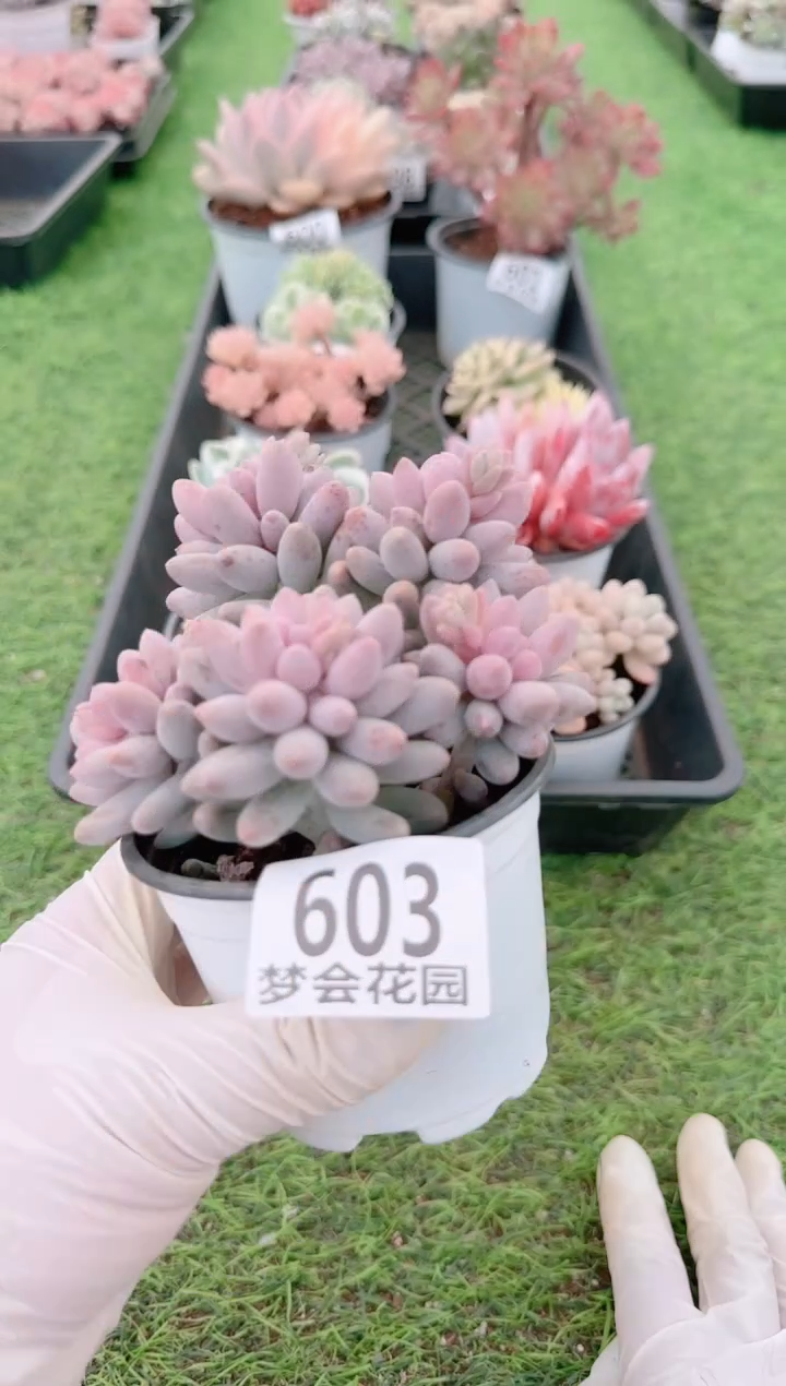 【闪购商品】梦会多肉一物一拍