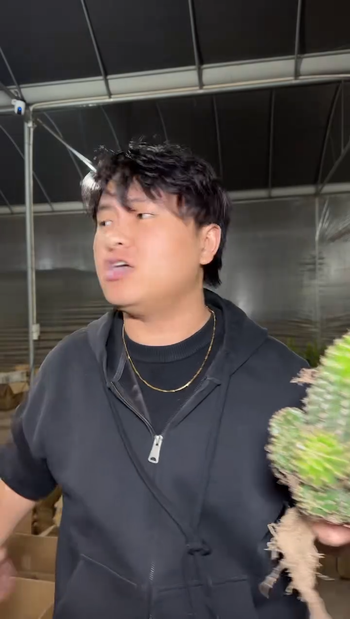 3颗 大金刚彩草杂交 不指定带崽