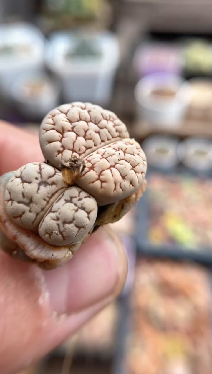 【闪购商品】6416直播一物一拍