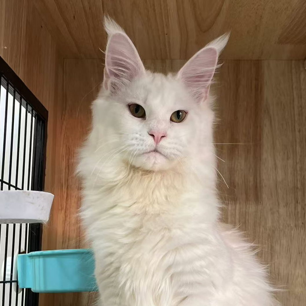 来了姊妹-纯白缅因猫 弟弟 6