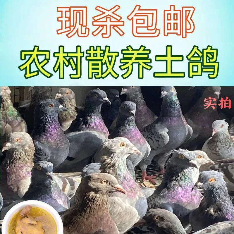 （拍3只送2只到手5只）现杀现发农家土鸽农家散养新鲜滋补营养美味
