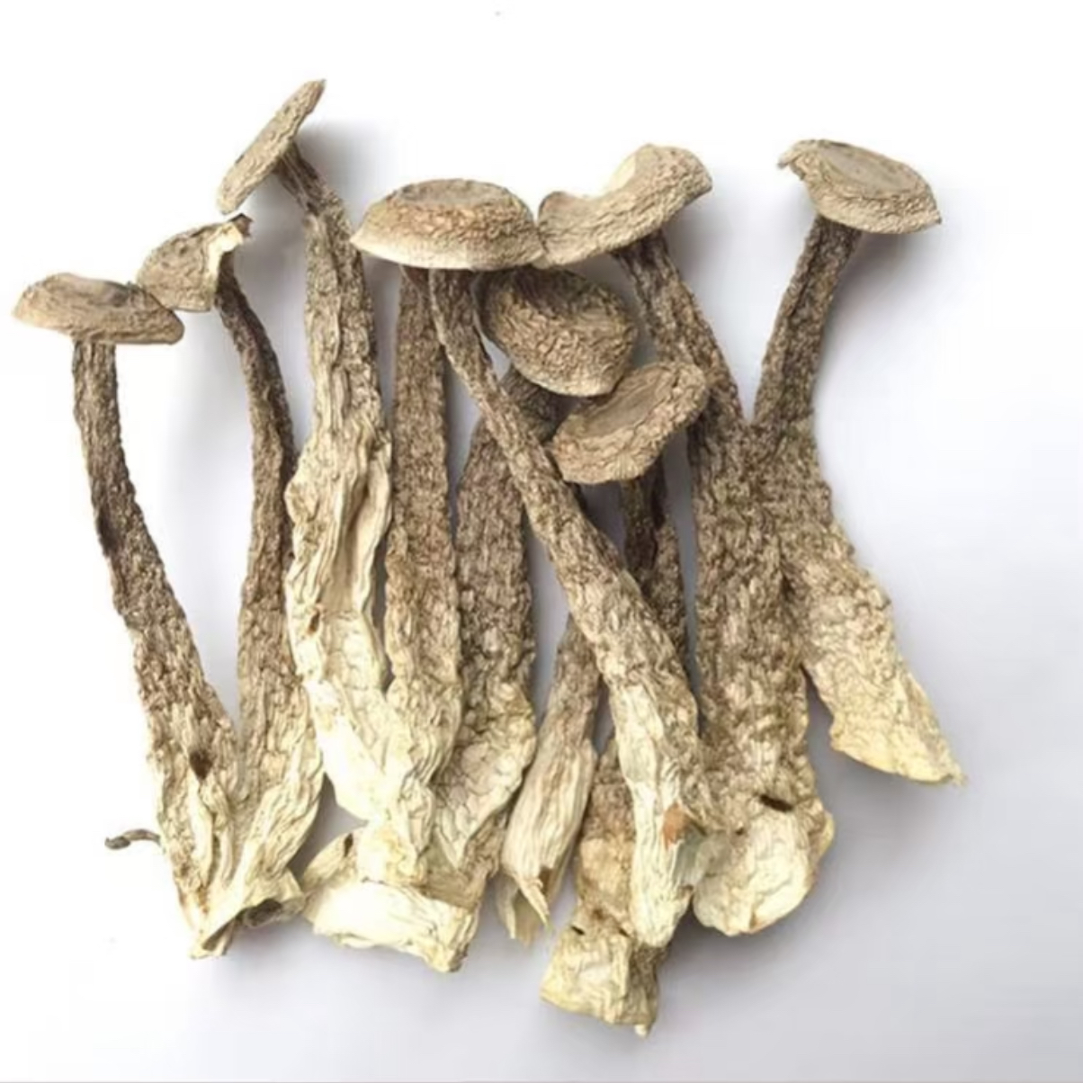 东北鹿茸菇干净不碎新鲜无硫可炒菜煲汤的食用菌食材支持试吃50g