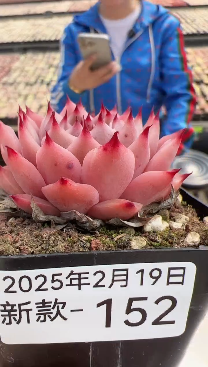 【闪购商品】新款多肉-152