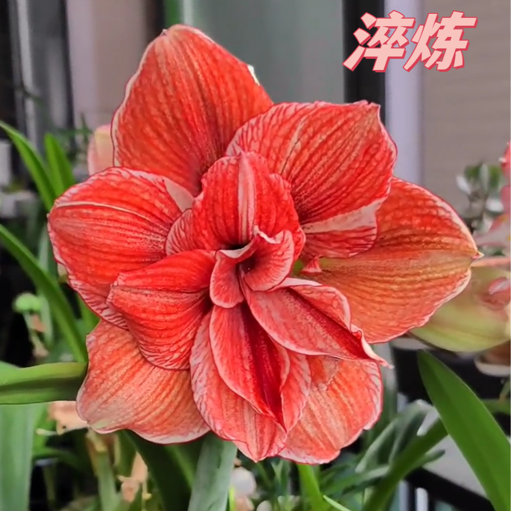 朱顶红  淬炼 种球包对版