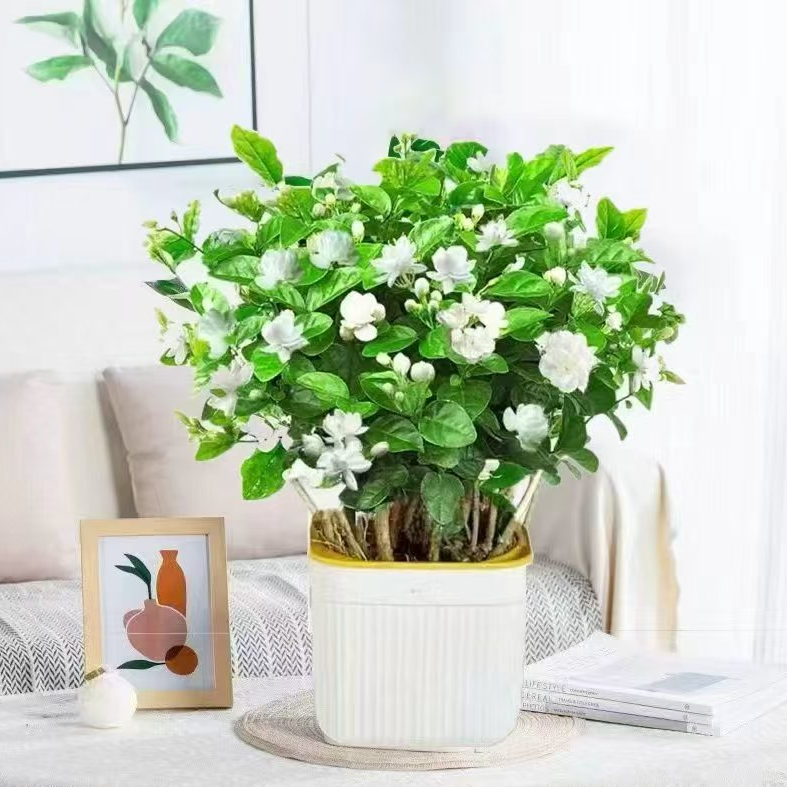 横州重瓣香水茉莉花盆栽地栽绿植花卉阳台喜阳喜水
