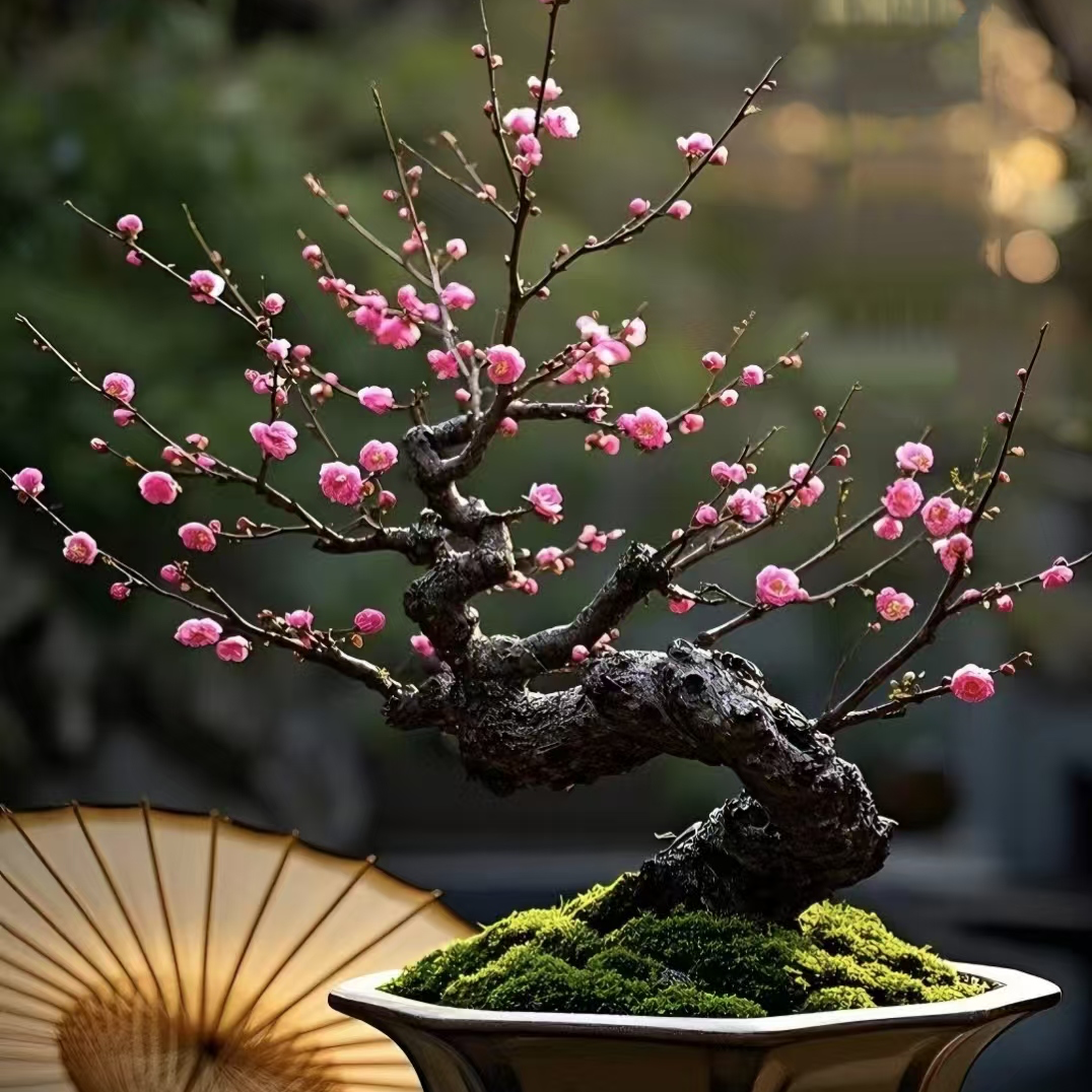 徽州古梅盆景别院花园客厅阳台摆放种植直播间一物一拍