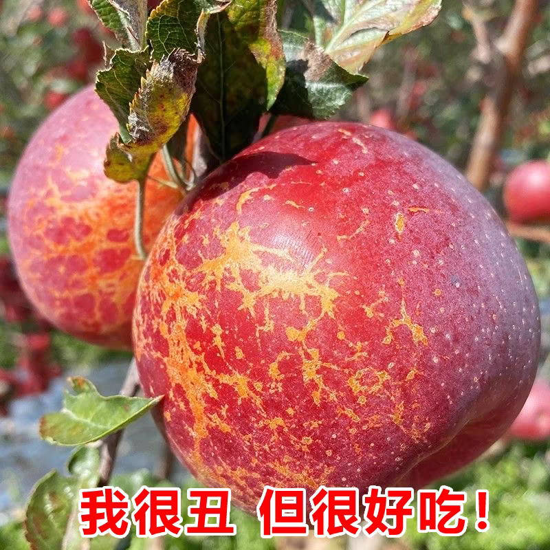 【 2025新果1】大凉山盐源丑苹果当季水果脆爽香甜多汁2/4.58斤