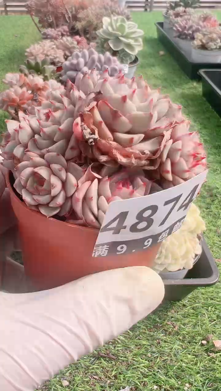 【闪购商品】信福多肉一物一拍