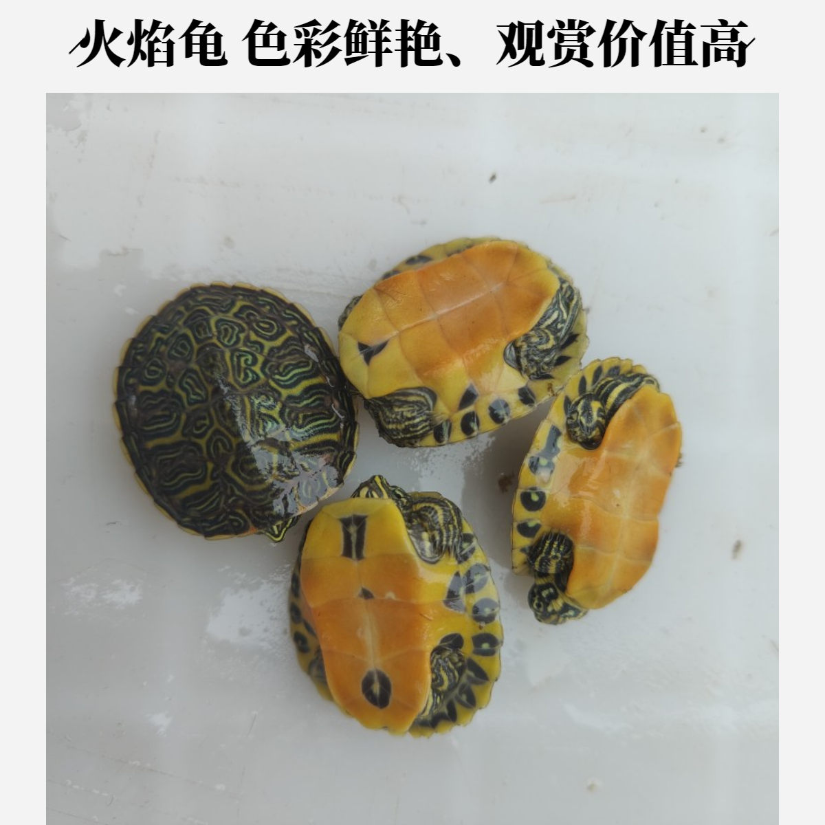 2025年火焰龟头苗 外塘冷水养殖 活体萌宠简单好养小乌龟火焰龟苗
