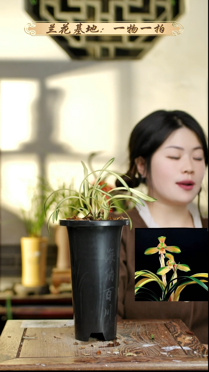 完全开放春兰中透 6苗