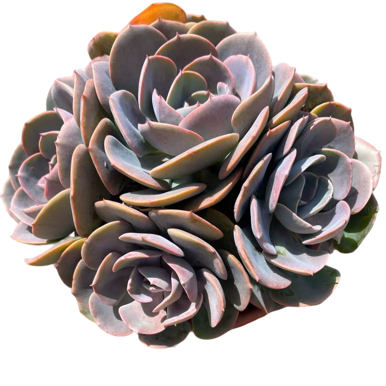 尘埃玫瑰脱土（传承多肉）多肉植物室内绿植净化空气