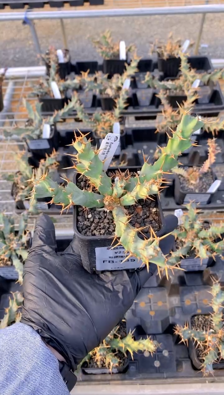 【闪购商品】蓝丝绒FB-139