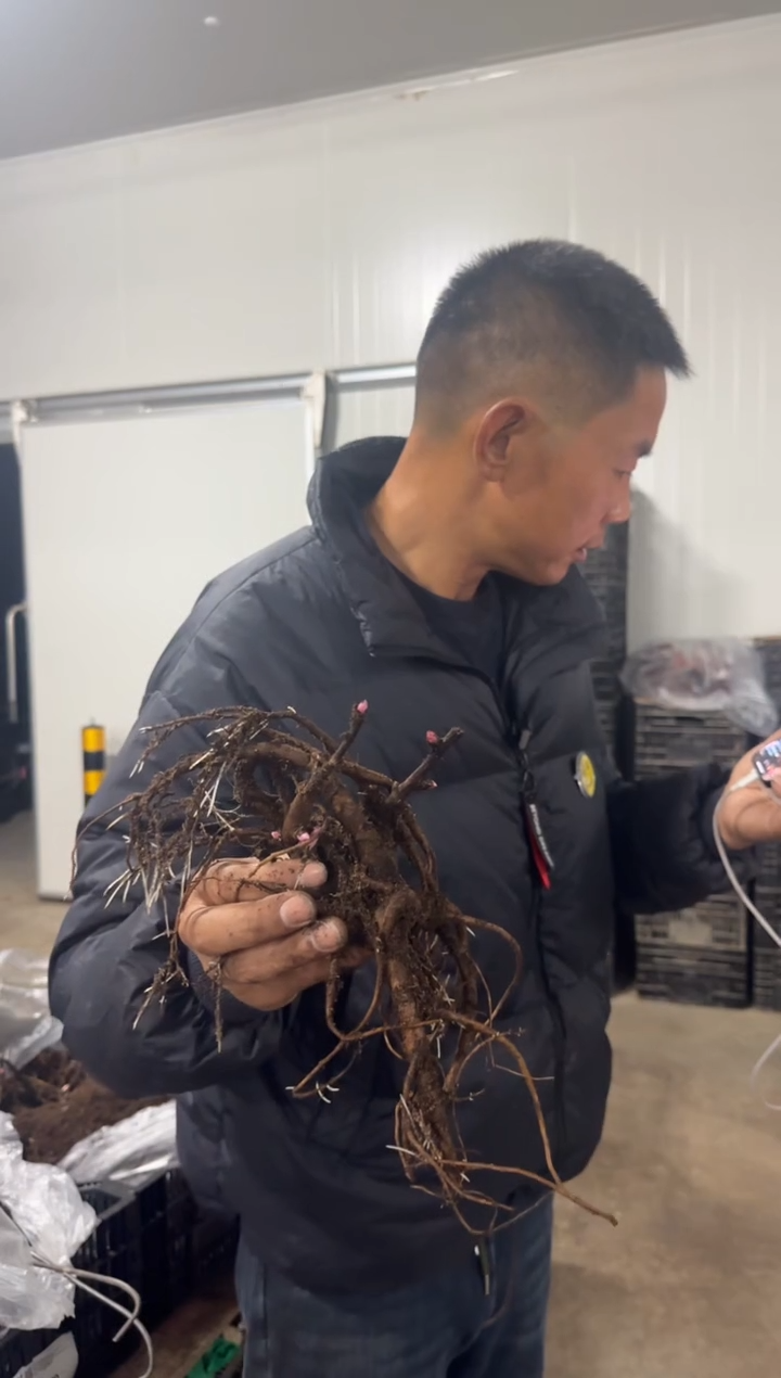 ꧁****꧂红      499  新前年