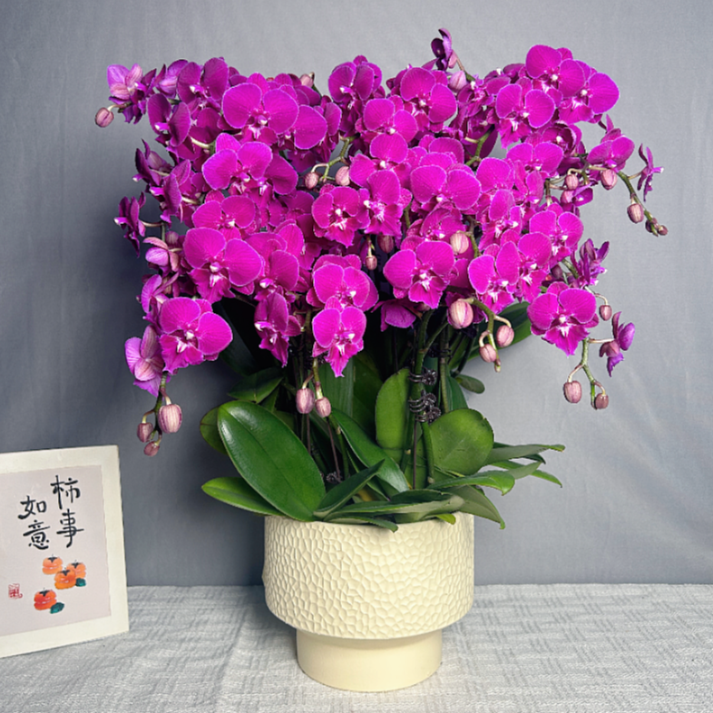 花满屋【麦芽糖-蝴蝶兰】 高端鲜花 花期长送人送礼 年宵花