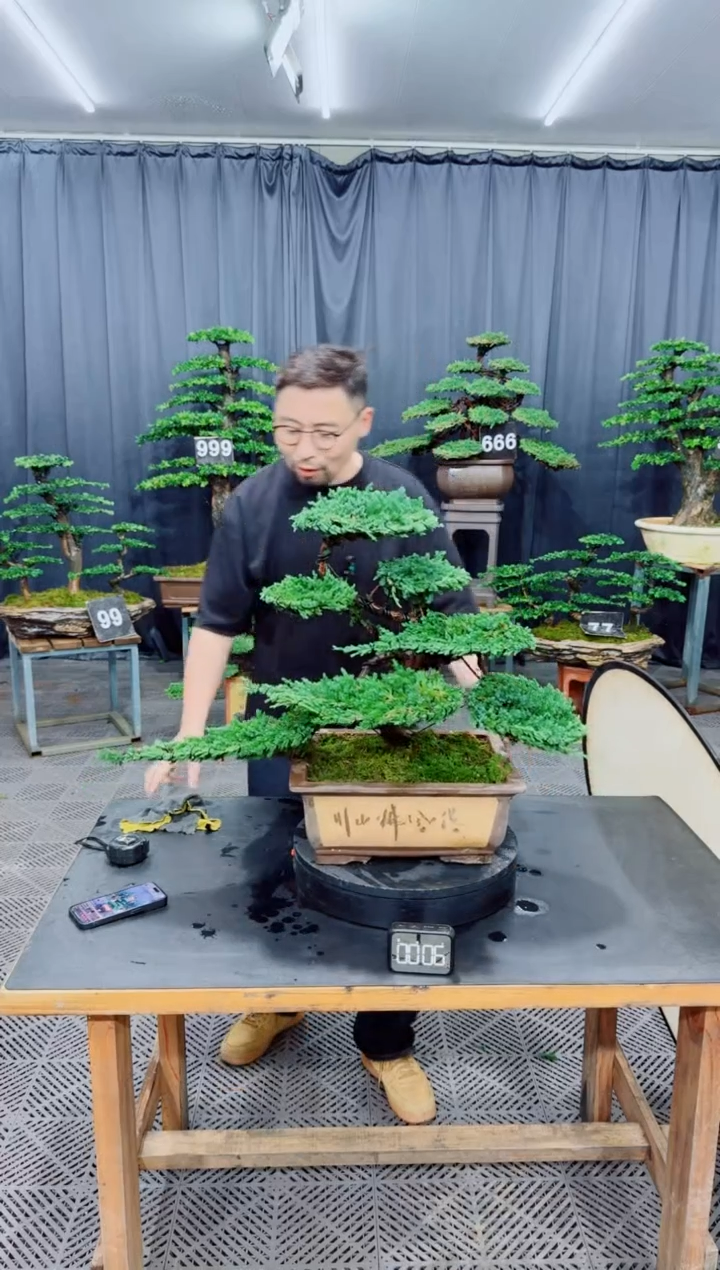 无花朵珍珠柏盆景...