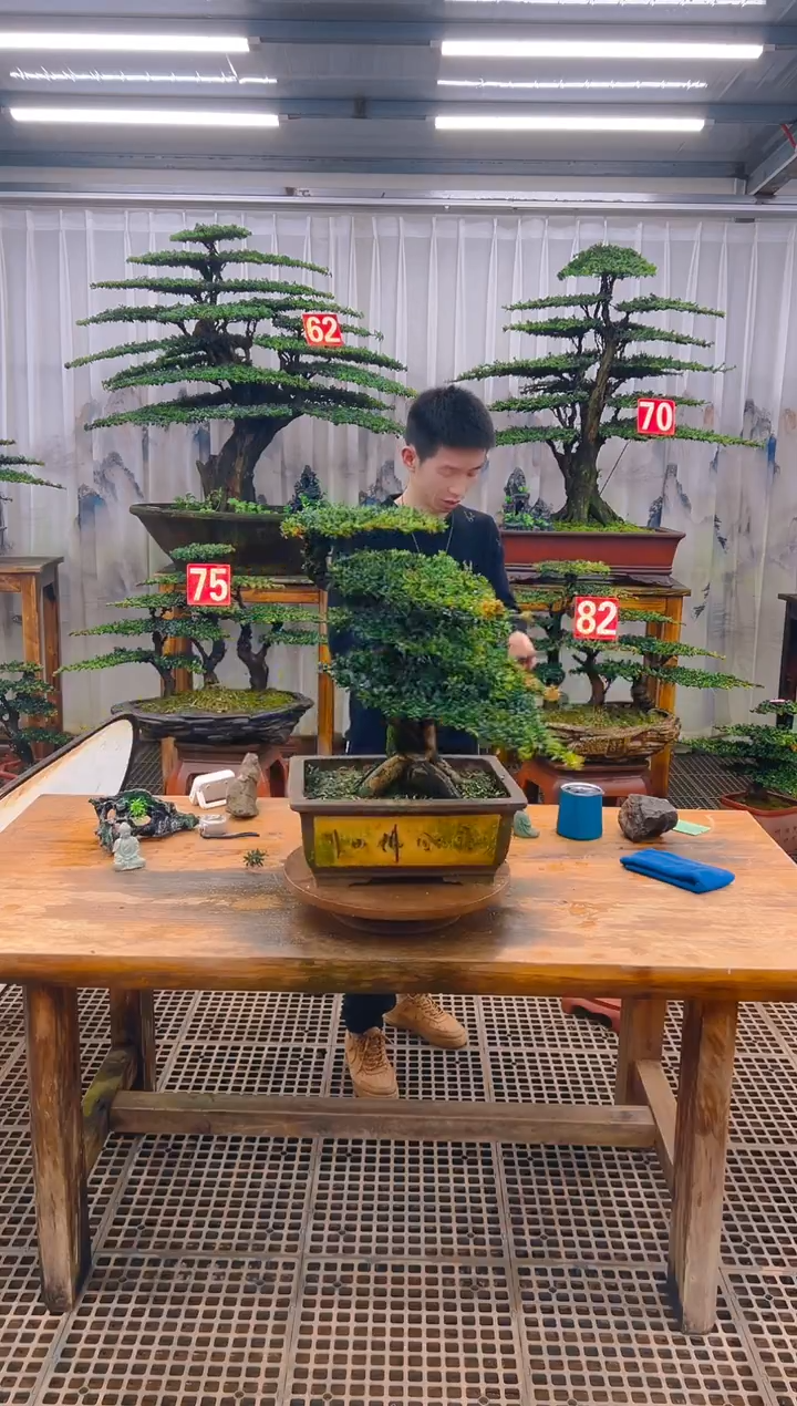 无花朵龍精品盆景直播间一物一拍