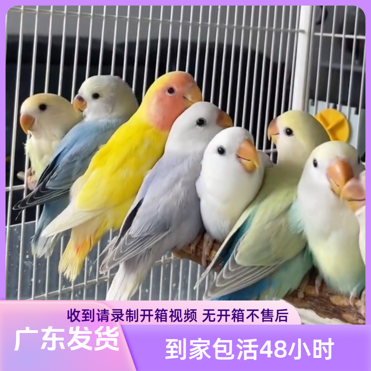 【直播链接】手养面类牡丹鹦鹉活体观赏鸟，一物一拍详情联系客服
