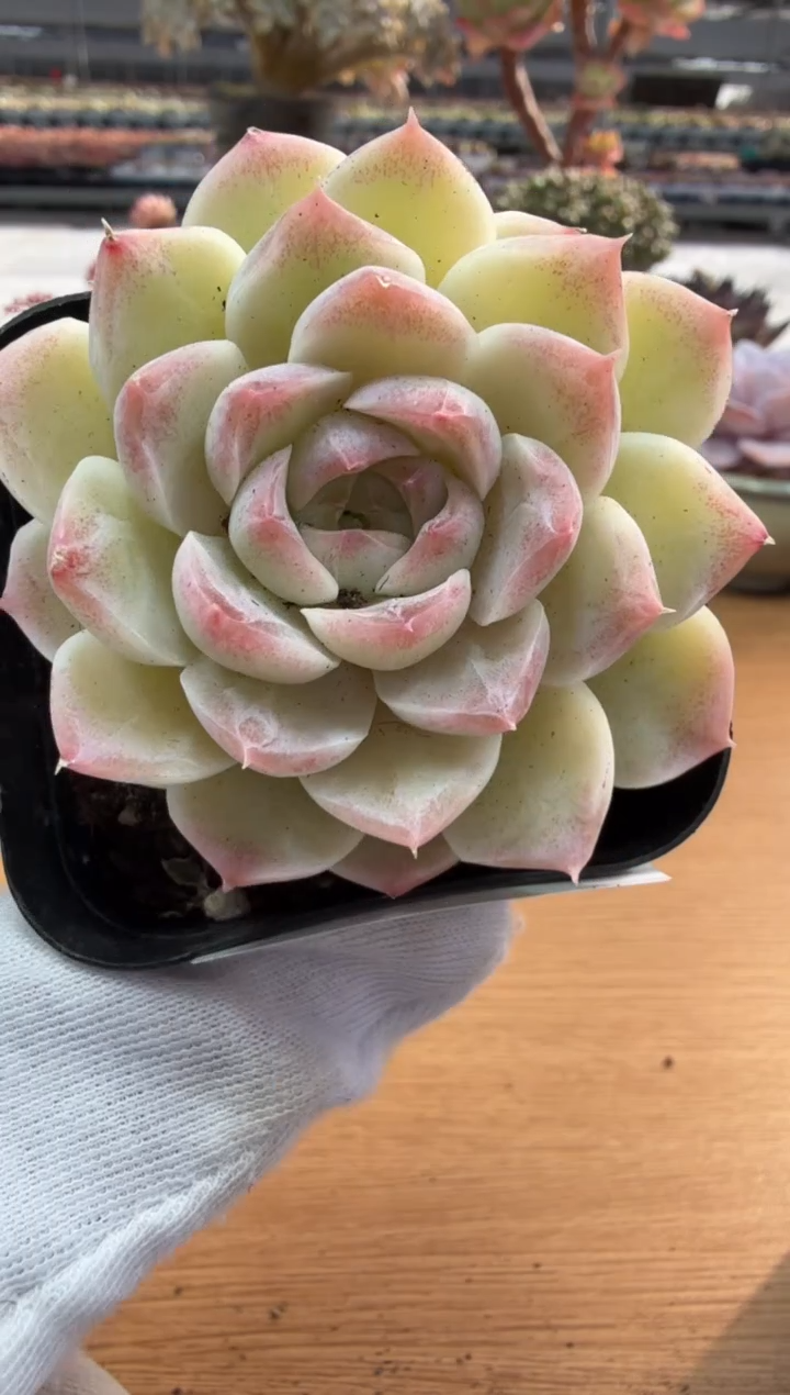 东云多肉园二店-260