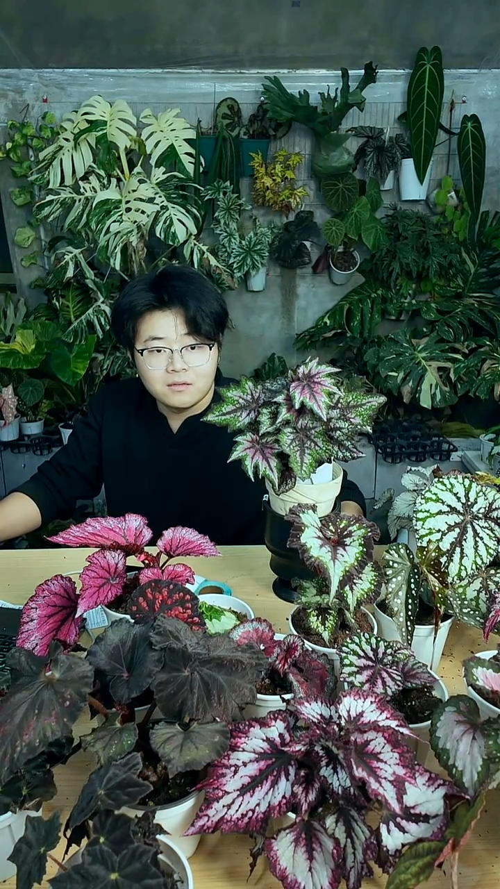 完全开放绿罗伯特高登