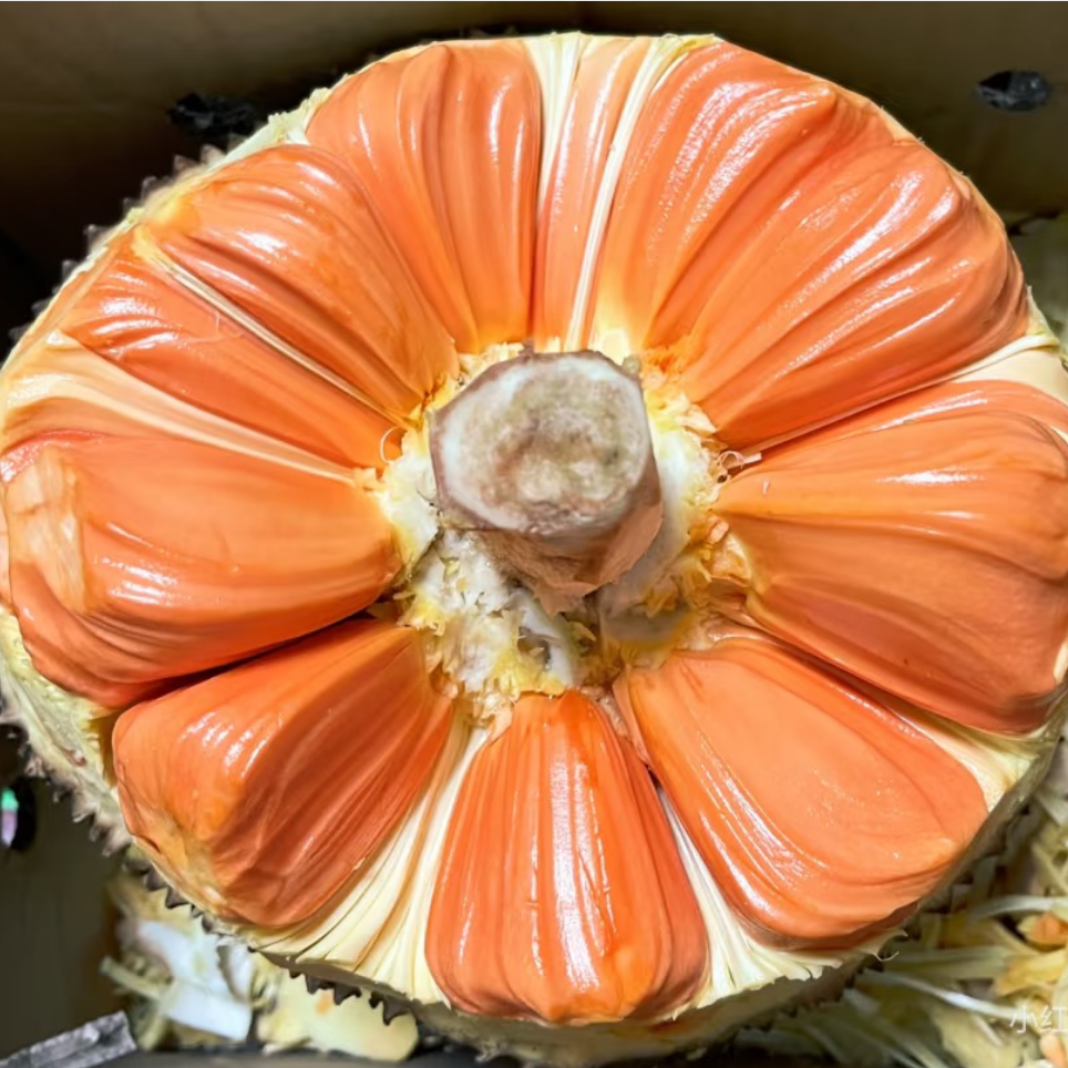 【改价15.8/斤带皮称】印尼红菠萝蜜海口小时达越南越南