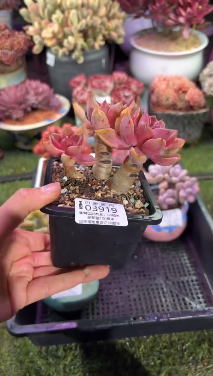 【闪购商品】03919