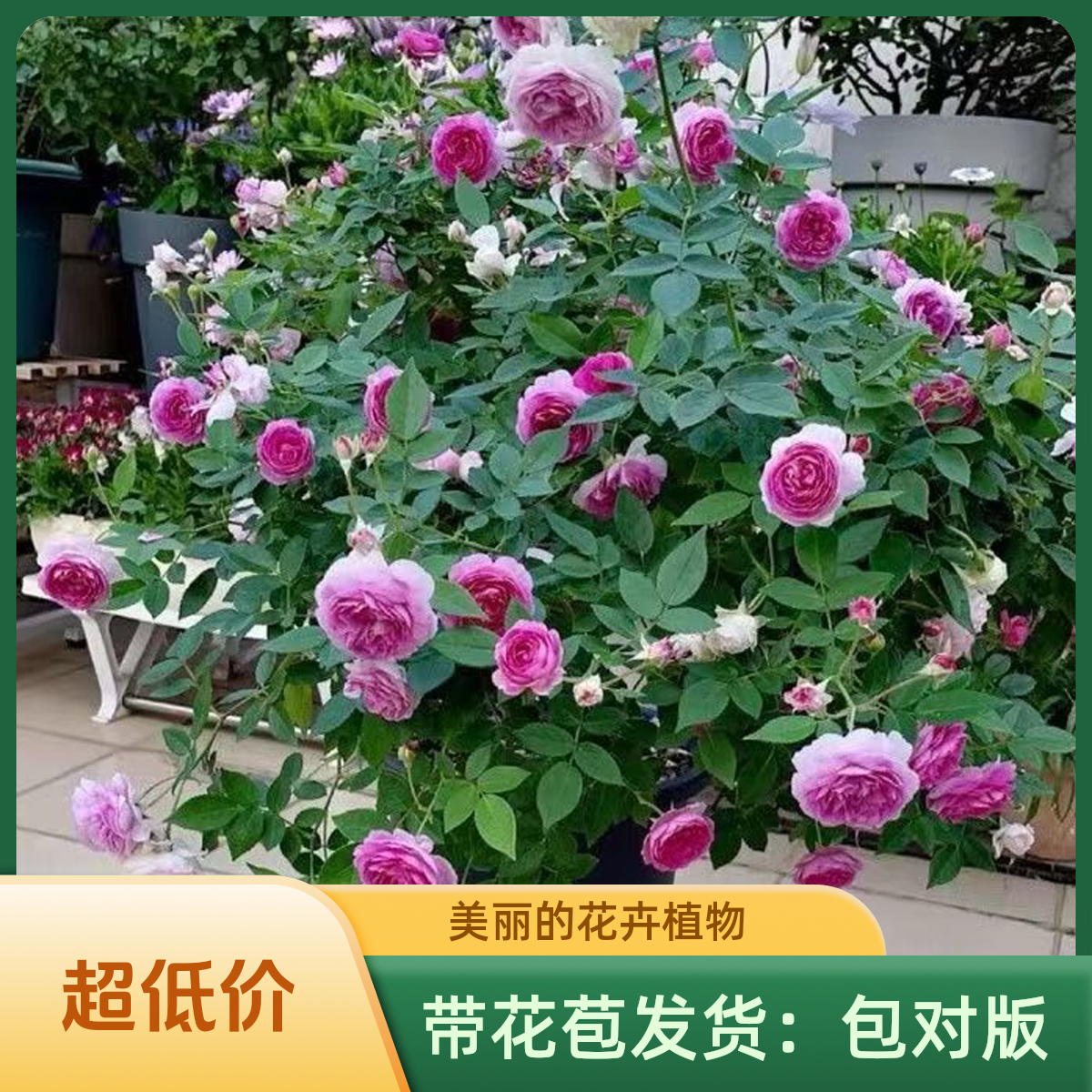 玫瑰花苗带花苞四季开花好养易活盆栽室外客厅室内月季灌木卉耐寒