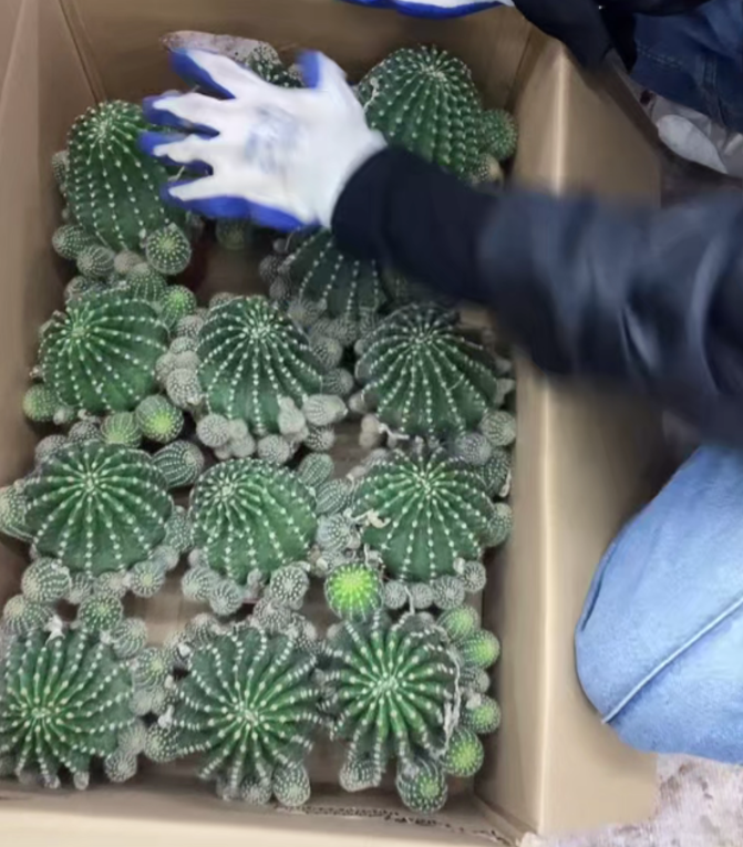 二妹园艺【 1颗 大号黄花娇媚   自根 】【精品】带盆土随机发货