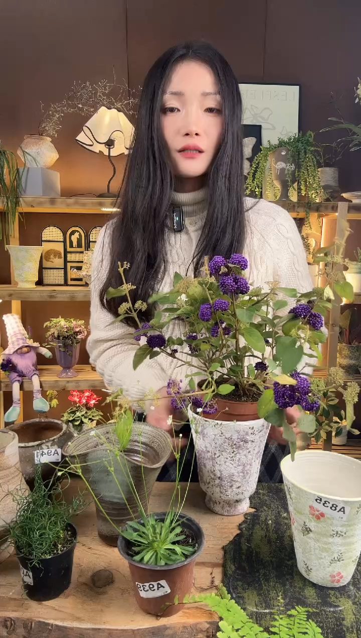 以实际为准肥**王紫珠加盆一套946