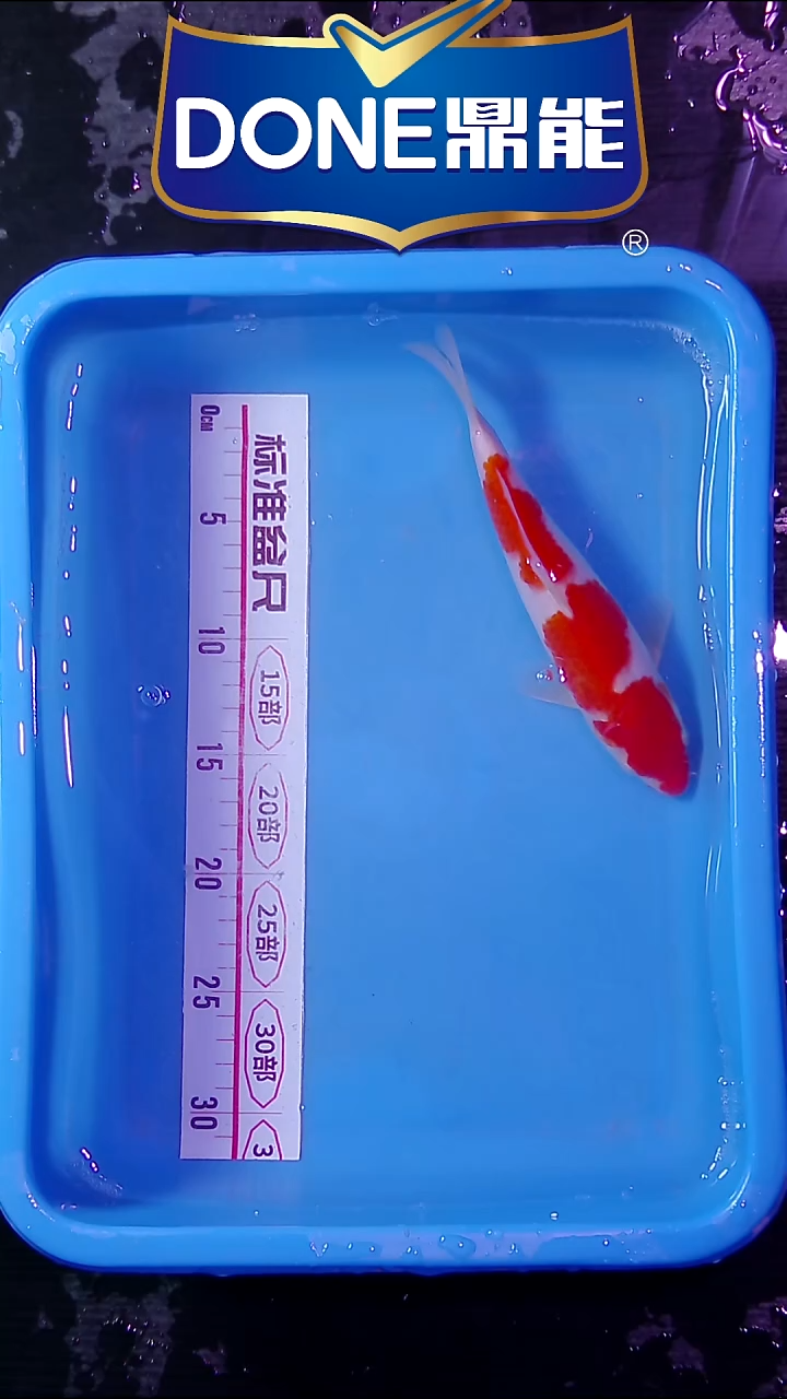 锦鲤鱼悦直播间菁选 3号