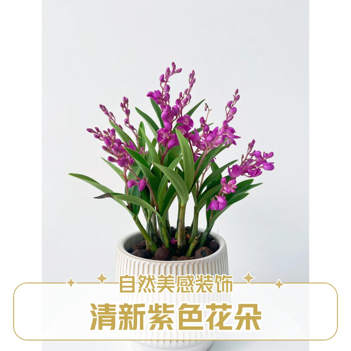 石斛兰小花 原始盆 同城派送1-2小时送达